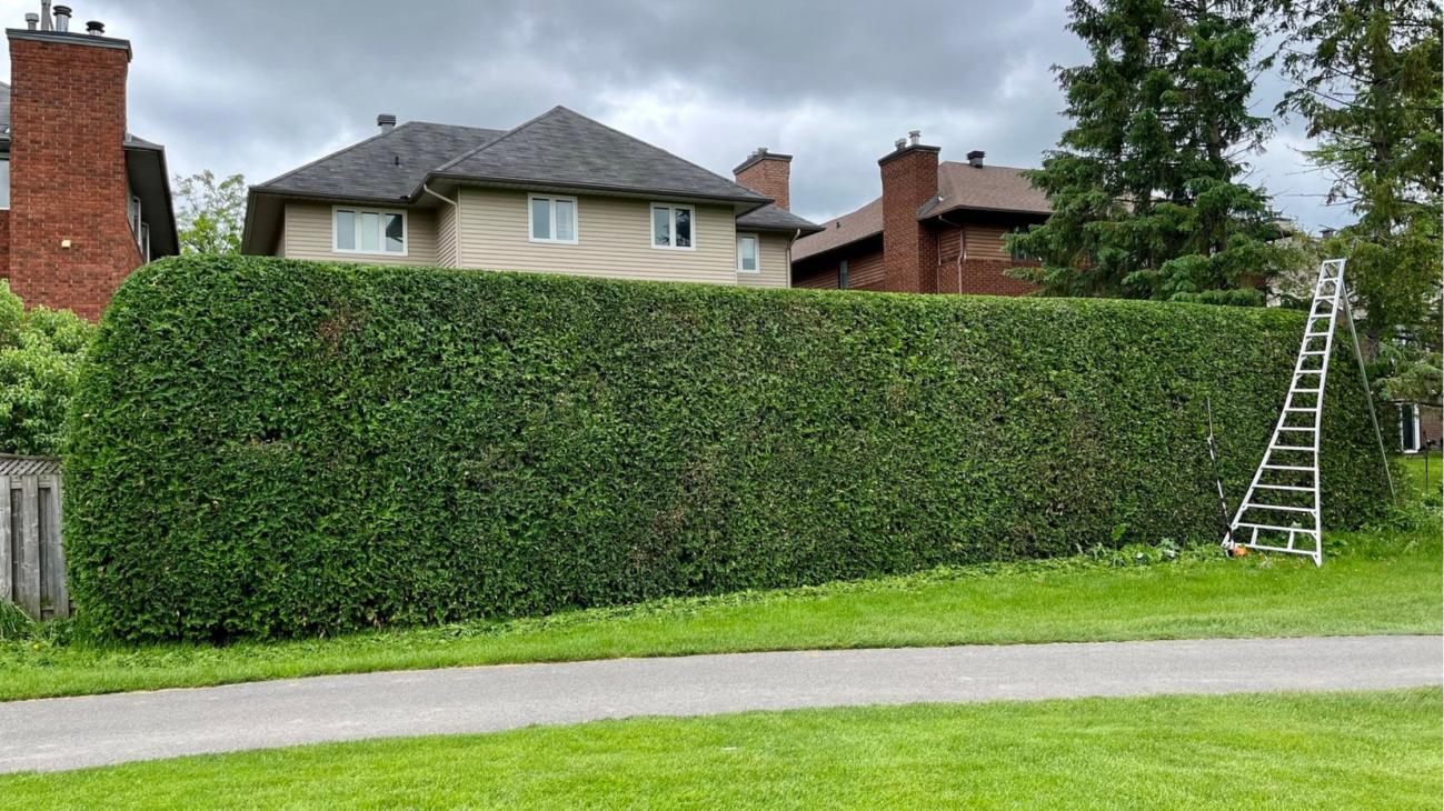 Hedge Cutting