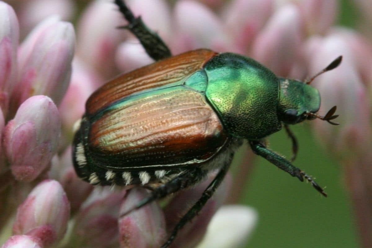 Fertilizing and Plant Health Care