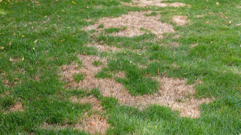 Patchy Lawn