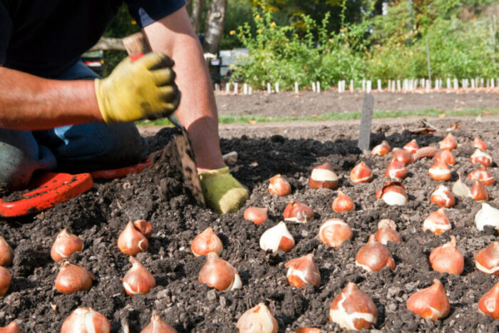 Garden Restoration
