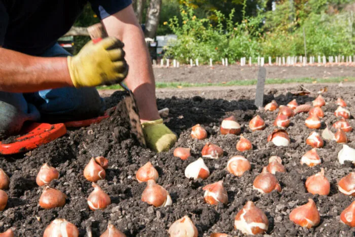 Perennial and Annual Planting