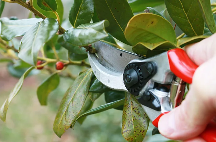 Expert Pruning Services