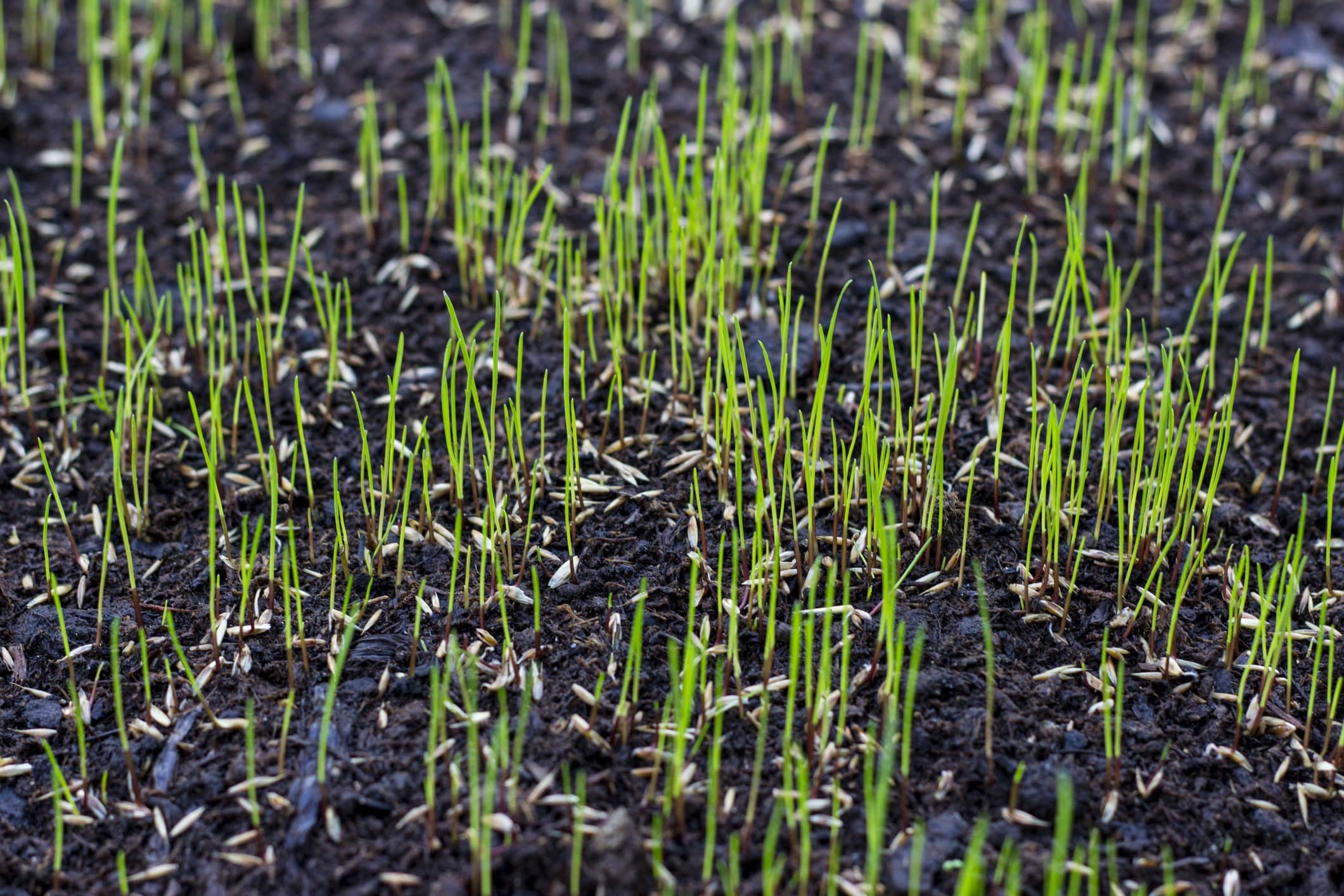 Seeding
