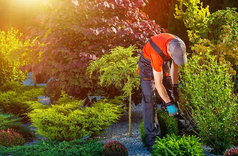 Professional Garden Maintenance Service