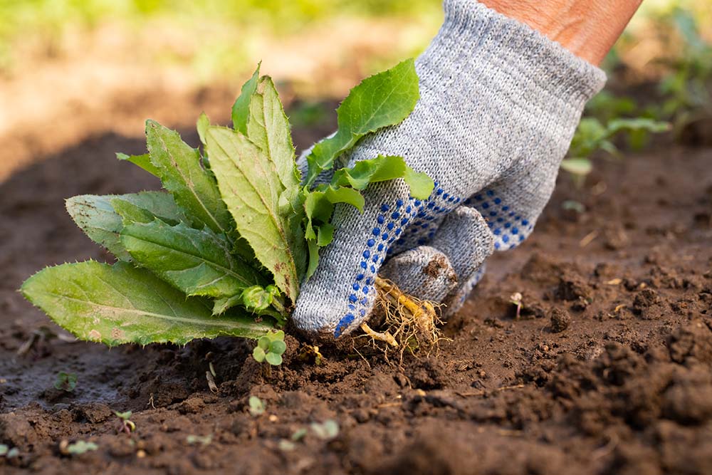 Weed Control Services for a Healthy Lawn