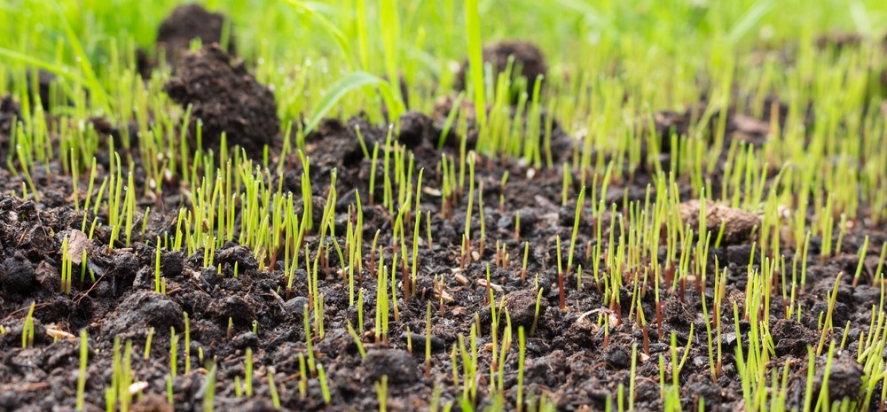 Lawn Restoration and Repair