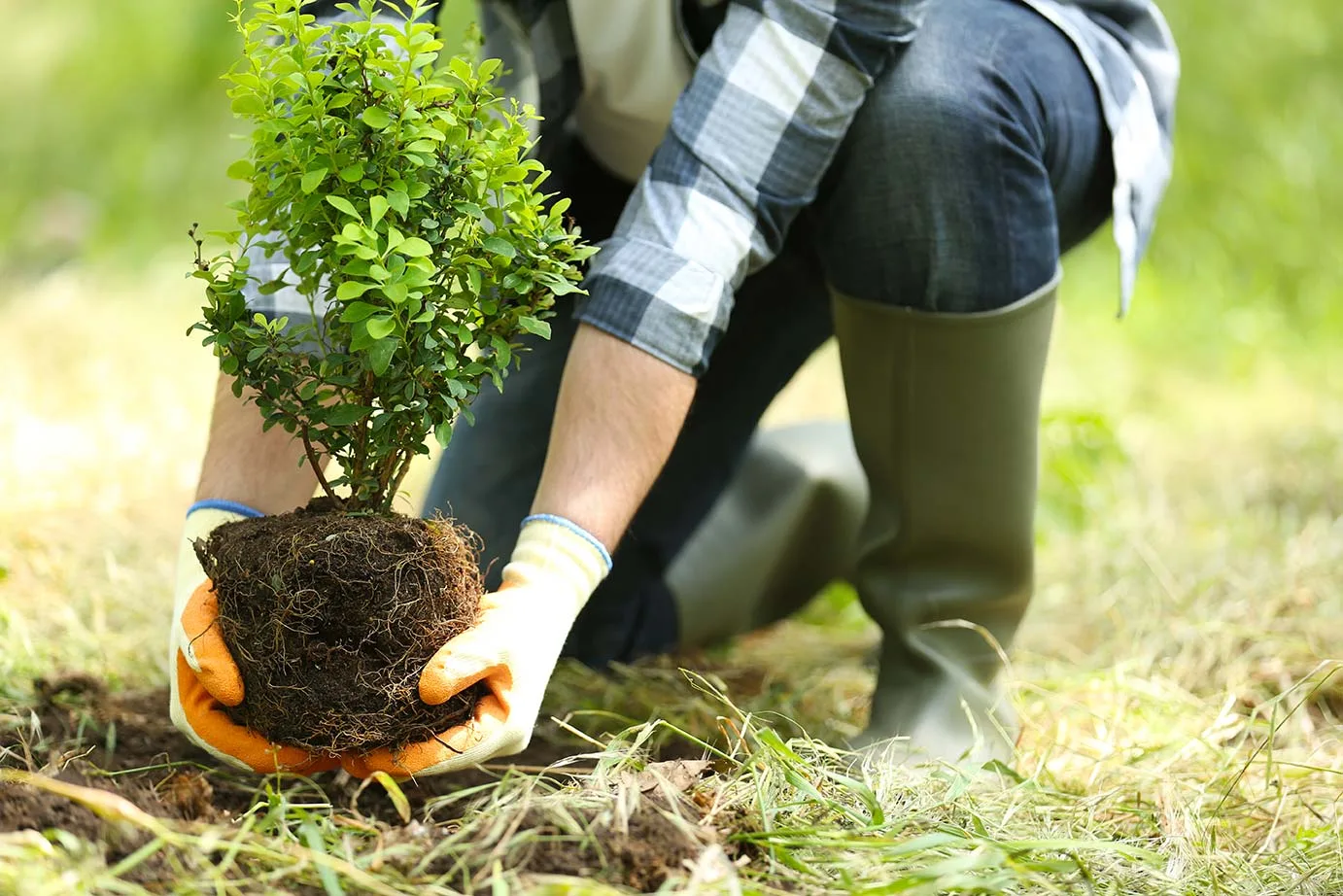 Expert Planting Services for Healthy Growth