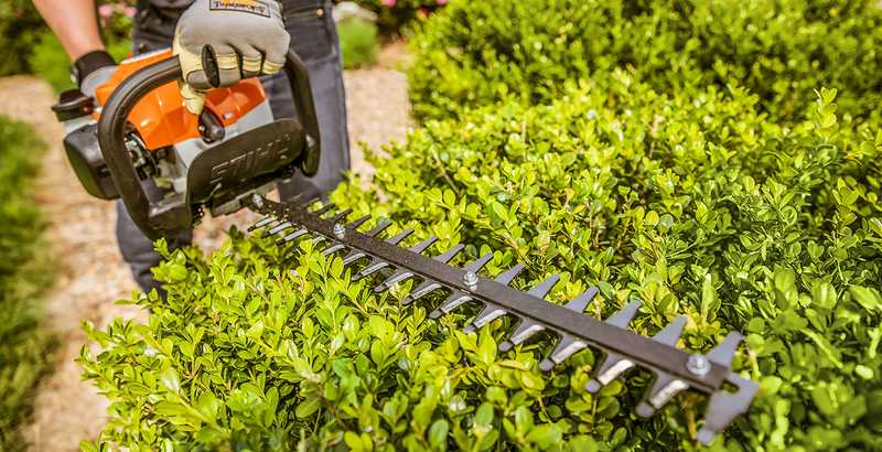 Tree & Shrub Trimming for Stronger Growth