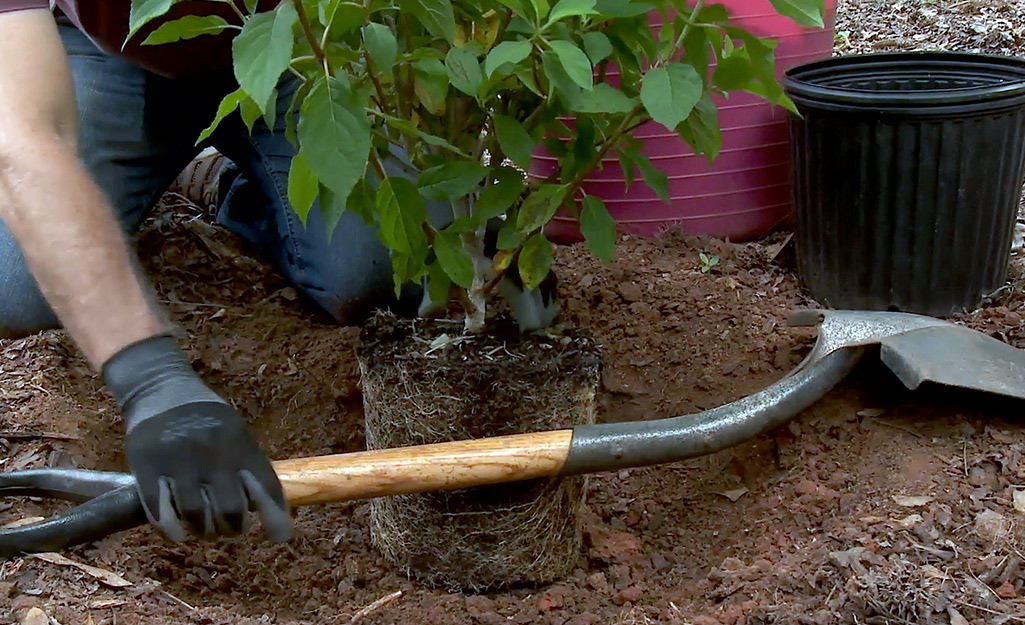 Shrub Planting
