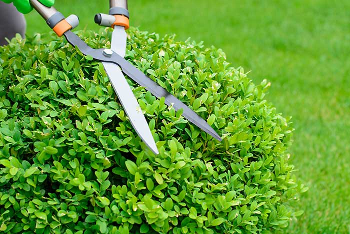 Shrub Shaping