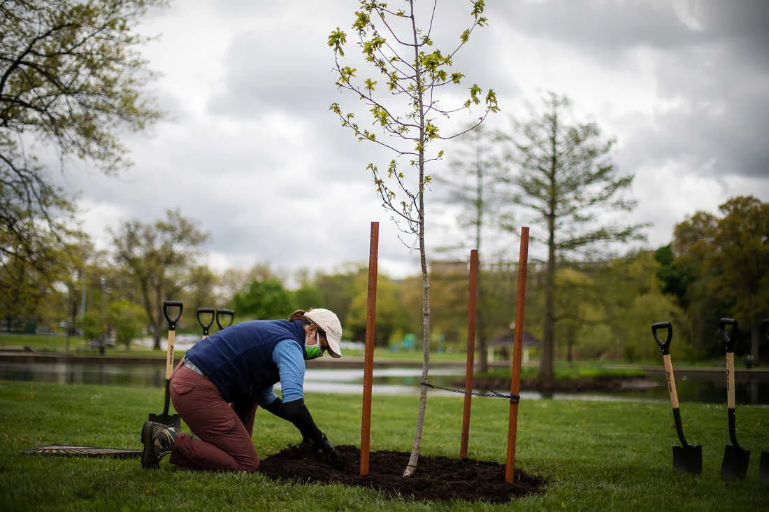 Tree Planting