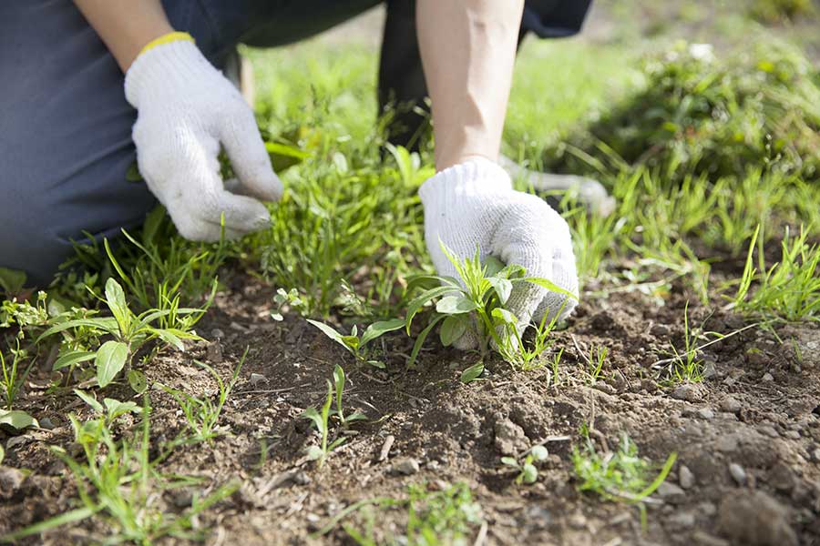 Garden Weeding and Cultivating