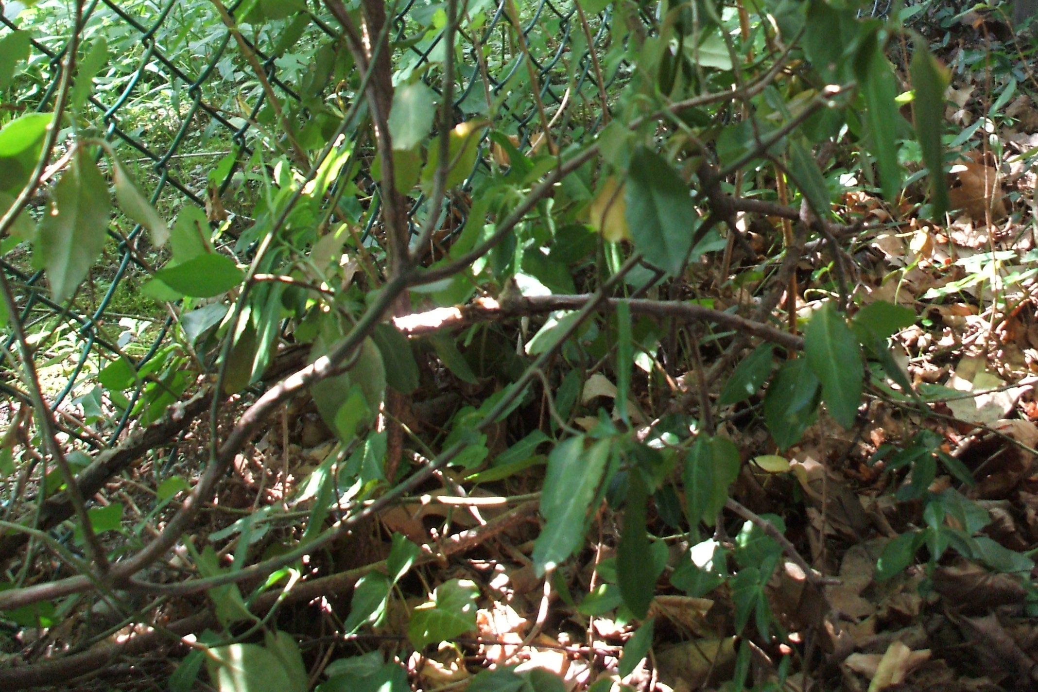 Expert Pruning Services